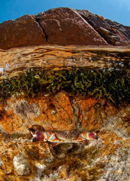 Disparo Vertical Cangrejo Las Capas Del Suelo Bajo Agua — Foto de Stock