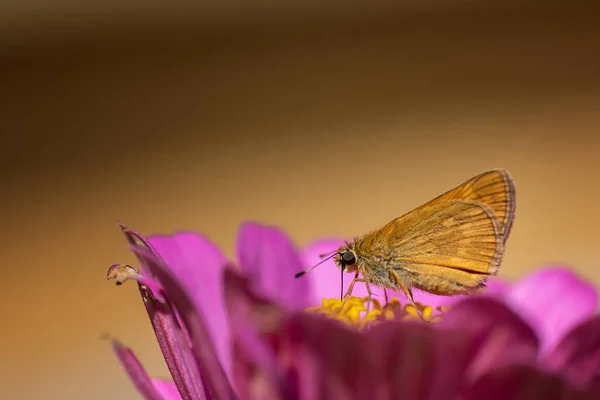 Tiro Close Uma Borboleta Amarela Sentada Uma Flor Rosa — Fotografia de Stock