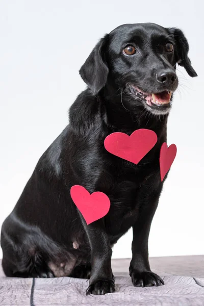 Cachorrinho Preto Bonito Com Decorações Forma Coração — Fotografia de Stock