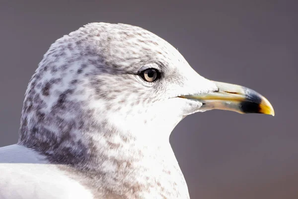 Een Close Van Het Gezicht Van Een Mooie Meeuw Die — Stockfoto