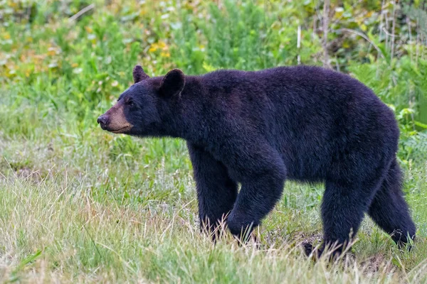 昼間の野原でアメリカの黒いクマの美しいショット — ストック写真