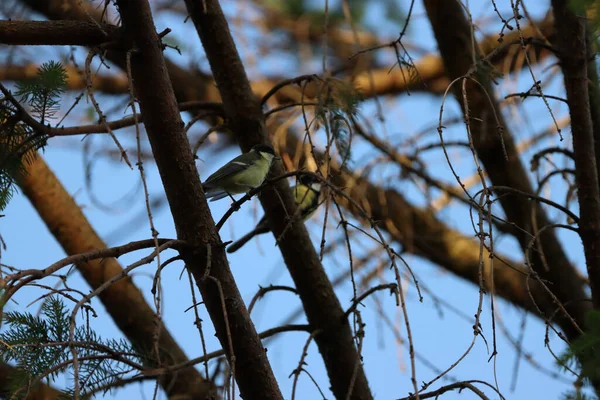 Cute Great Tit Perched Tree Branch Daytime — Photo