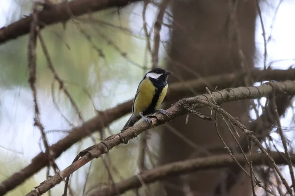 Cute Great Tit Perched Tree Branch Daytime — Photo