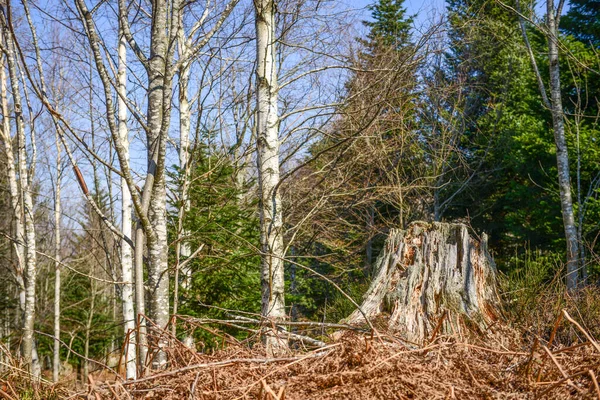Eine Natürliche Waldlandschaft Mit Bäumen Unterschiedlicher Art Einem Abgeholzten Baum — Stockfoto
