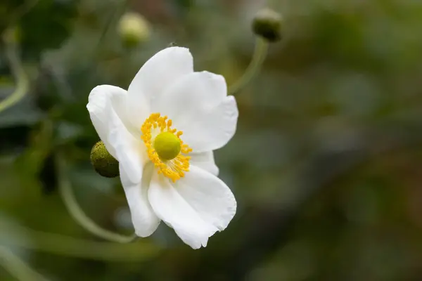 Selektiv Fokusbild Vacker Vit Japansk Thimbleweed Omgiven Grönska — Stockfoto