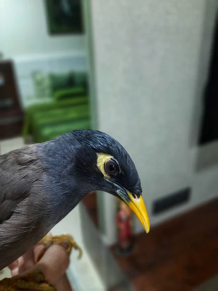 Een Verticaal Shot Van Een Gemeenschappelijke Myna Wazige Achtergrond — Stockfoto