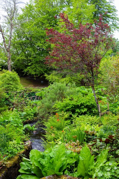 Vertikální Záběr Svěží Zelené Zahrady Skotsku — Stock fotografie