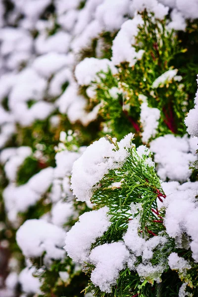 Селективный Снимок Елочки Покрытой Снегом Зимой Клуже Румыния — стоковое фото