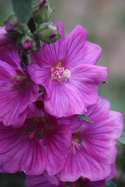 Vertical Closeup Purple Malva Alcea Garden — Stock Photo, Image