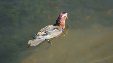 Suda yüzen güzel bir yaban ördeğinin yakın çekimi.