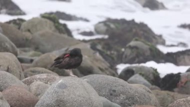 Taşların üzerinde kırmızı gagalı güzel bir kuş manzarası
