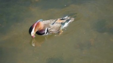 Suda yüzen güzel bir yaban ördeğinin yakın çekimi.