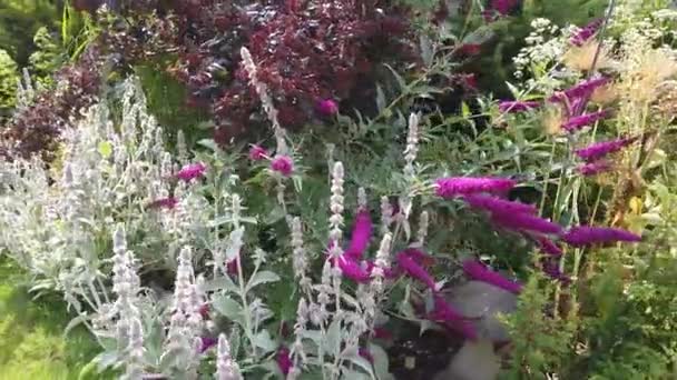 Schmetterling Bush Buddleia Blume Einem Garten — Stockvideo