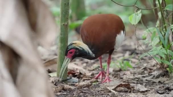 Detailní Záběr Madagaskar Ibis Přírodě — Stock video