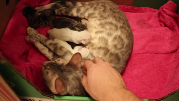 Een Moeder Die Speelt Met Pasgeboren Bengaalse Kittens — Stockvideo