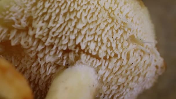 Close Cogumelo Hedgehog Hydnum Repandum Uma Superfície Madeira — Vídeo de Stock