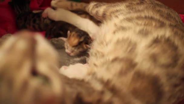 Een Close Van Schattige Pasgeboren Bengaalse Kittens Een Vloer — Stockvideo