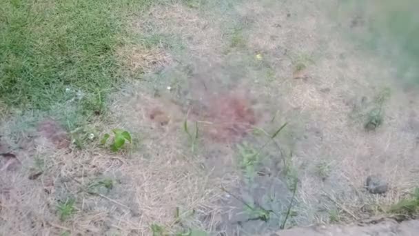 Ein Grasnasser Boden Einem Regnerischen Tag — Stockvideo