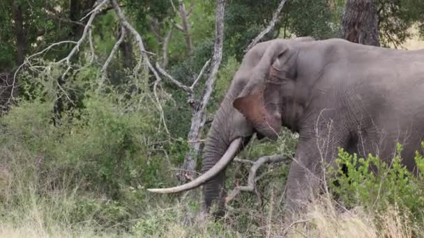 Afrikai Elefánt Kruger Nemzeti Parkban — Stock videók