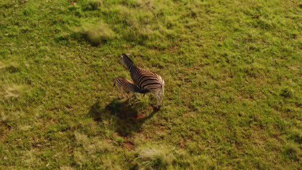 Una Hermosa Vista Las Cebras Campo Verde Día Soleado — Vídeo de stock
