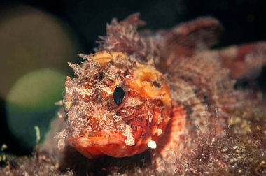 Geniş kafalı ve uzun mayo giymiş renkli balıkların yakın plan fotoğrafı.