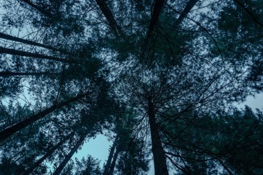 Uzun ağaçların alçak açılı görüntüsü Ormanda akşam vakti mavi gökyüzüne karşı