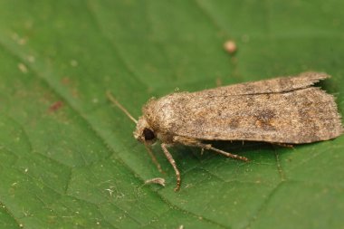 Benekli kır güvesine yakın plan, Caradrina Morpheus bahçede yeşil bir yaprağın üzerinde oturuyor.