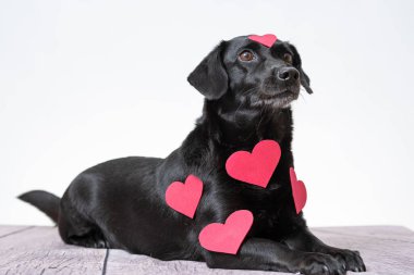 Beyaz arka planda kürkünde kalp şeklinde çıkartmalar olan siyah bir köpek..