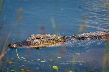 Su yüzeyinde yüzen timsahın yakın çekimi..