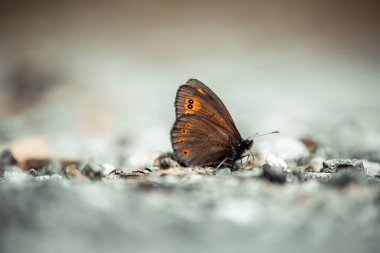 Orman zemininde turuncu bir kelebeğin yakın çekimi.