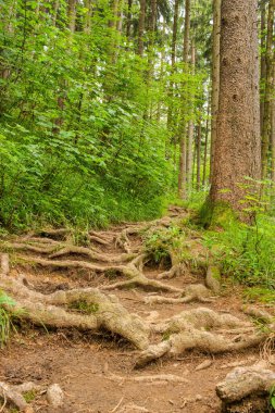 Bavyera Ormanı zemininde uzun ağaç köklerinin dikey görüntüsü.