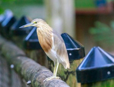 Gün boyunca çitlerdeki güzel kuşun yakın plan çekimi.