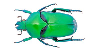 Güzel böcek koleksiyonu Renkli çiçek toplayıcıları.