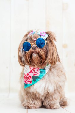 Güneş gözlüğü takan bir Shih Tzu köpeğinin yakın plan fotoğrafı, mavi saç fiyonkları ve bulanık arka planda renkli bir tasma.