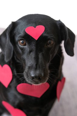 Kachorro Preto Dog 'un yakın plan fotoğrafı.