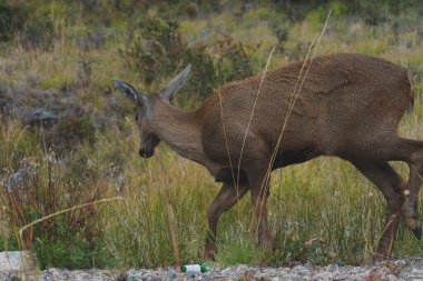 Patagonya, Şili 'de doğada güzel bir Güney And geyiği