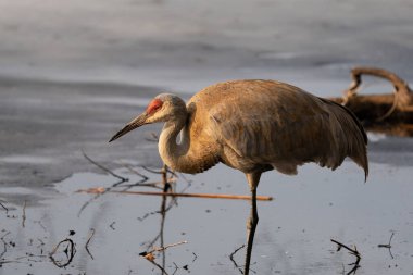 Göl kenarında duran bir kum tepesi vincinin doğal görüntüsü.