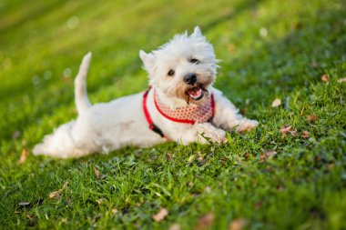 Tüylü, tüylü, beyaz bir teriyerin, yemyeşil çimlerin üzerinde uzandığı yakın plan.