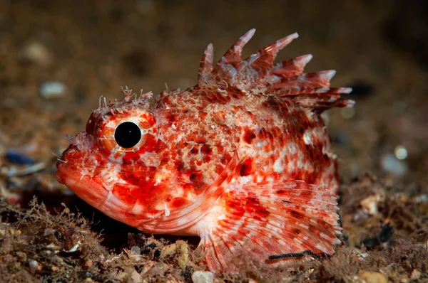 Closeup Shot Red Fish Large Head Long Backrest — Stock Photo, Image