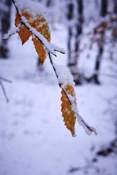 Une Branche Arbre Couverte Neige Dans Forêt Cluj Roumanie — Photo