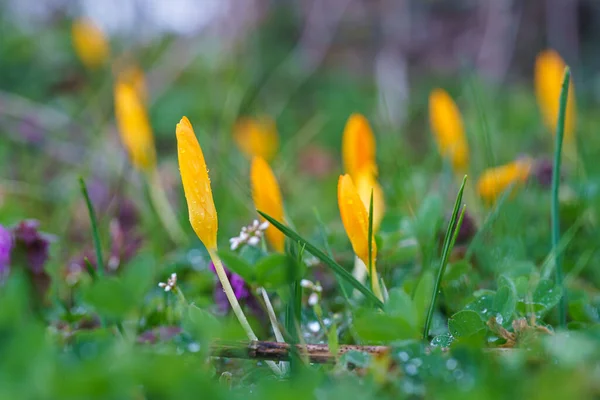 Крупный План Первых Весенних Желтых Цветов Природе — стоковое фото