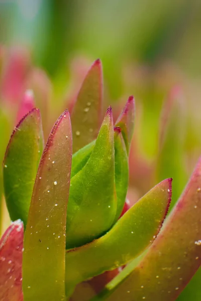 Вертикальный Крупный План Цветущего Саду Carpobrotus Edulis — стоковое фото