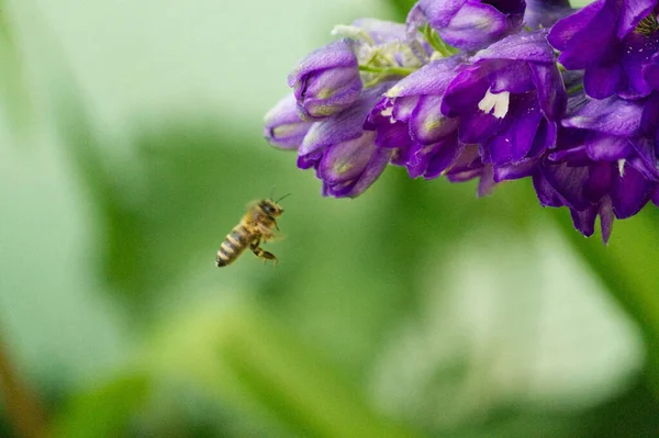 Mor Delphinium Doğru Uçan Güzel Bir Arı Görüntüsü Larkspur — Stok fotoğraf