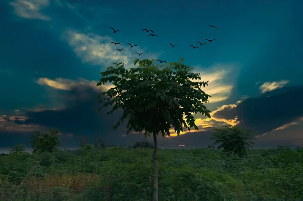 Vue Faible Angle Des Oiseaux Noirs Volant Dessus Arbre Coucher — Photo