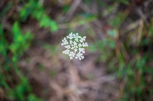 Mise Point Sélective Une Petite Fleur Blanche — Photo