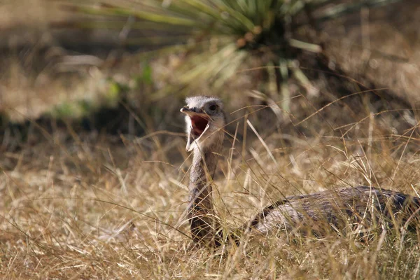 Closeup Rhea Americana Zoo South France Lying Ground Its Beak — Stock Photo, Image