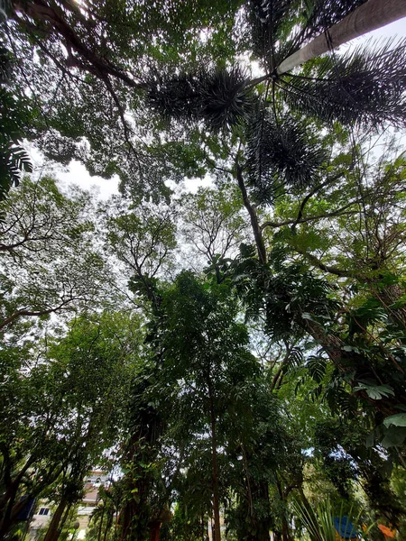 Tiro Baixo Ângulo Árvores Altas Floresta Chegando Céu Dia Verão — Fotografia de Stock