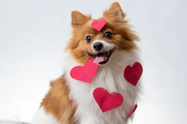 Adorable Spitz Alemán Con Corazones Rojos Aislados Sobre Fondo Blanco —  Fotos de Stock