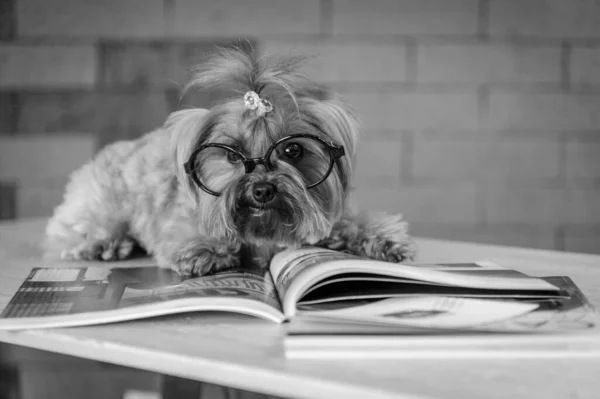 Uma Foto Tons Cinza Yorkshire Terrier Óculos Deitados Revista — Fotografia de Stock