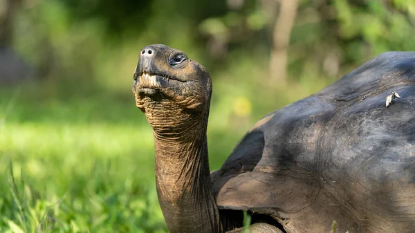 Eine Nahaufnahme Einer Galapagos Riesenschildkröte Auf Gras Freier Wildbahn Mit — Stockfoto